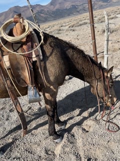 Buckskin - Thumbnail 5