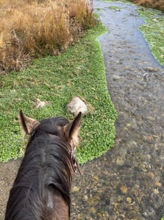 Buckskin - Thumbnail 6