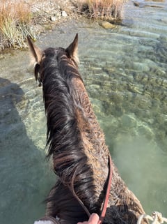 Buckskin - Thumbnail 7