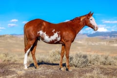 RED CLOUD - Thumbnail 2