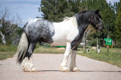 HSF Sapphires Bombay of Whiskey