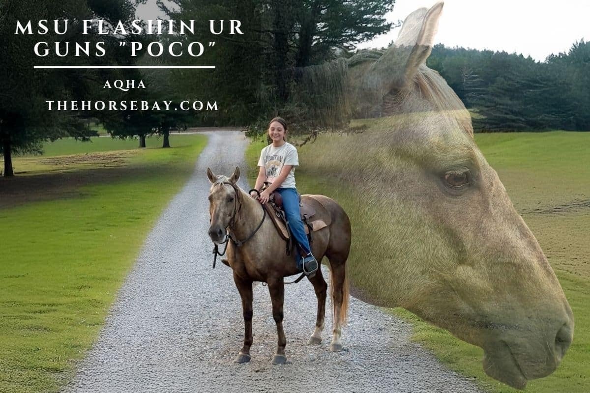 MSU FLASHIN UR GUNS - Photo 1