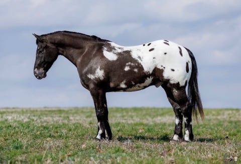 Domino - Thumbnail 2