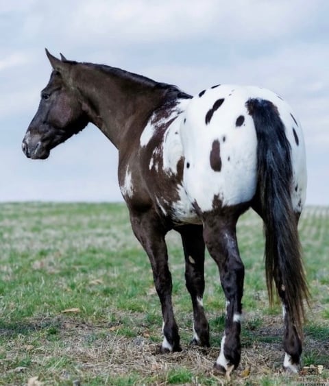 Domino - Thumbnail 3