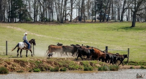 Domino - Thumbnail 7