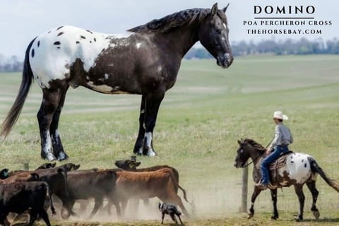 Domino - Thumbnail 1