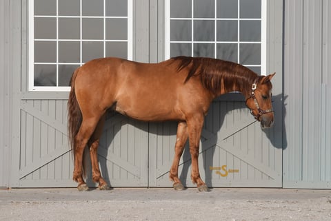 Smart Shootin Flash - Thumbnail 5