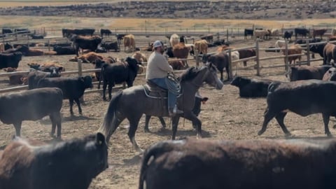 Smokums Gunn - Thumbnail 7