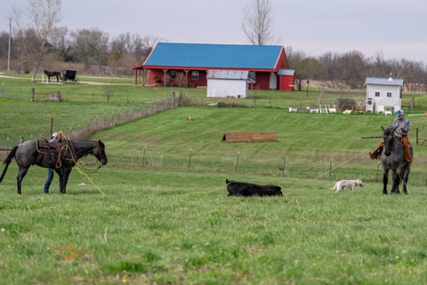 RMS Firebug - Thumbnail 5