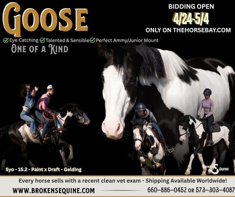 Duck Duck Goose - Thumbnail 1