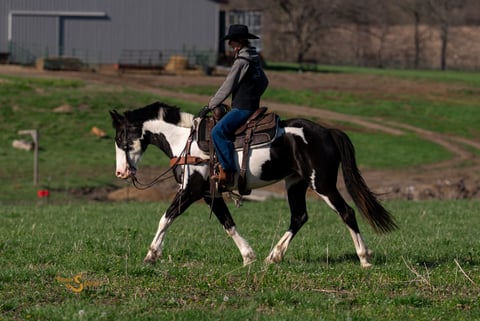 Duck Duck Goose - Thumbnail 10