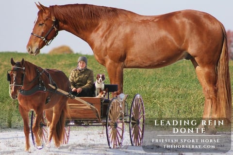 Leading Rein Donte - Thumbnail 1