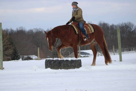 Leading Rein Donte - Thumbnail 4