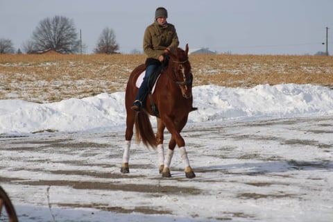 Leading Rein Donte - Thumbnail 3