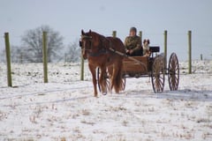 Leading Rein Donte - Thumbnail 6
