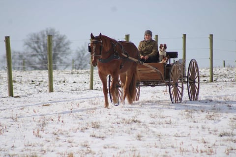 Leading Rein Donte - Thumbnail 6