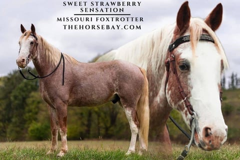 Sweet Strawberry Sensation - Thumbnail 1