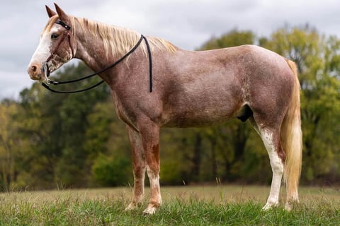 Sweet Strawberry Sensation - Thumbnail 4