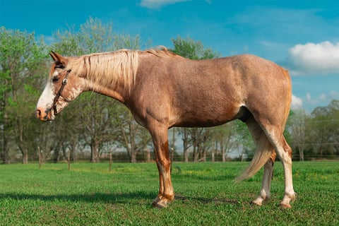 Sweet Strawberry Sensation - Thumbnail 5