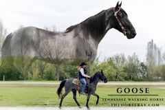 Goose - Thumbnail 1