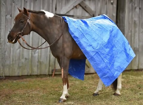 Huckleberry Finn - Thumbnail 4