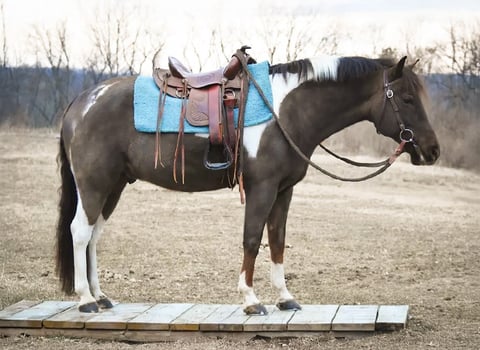 Huckleberry Finn - Thumbnail 5