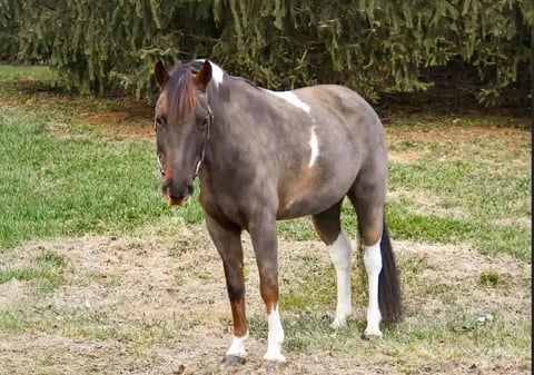 Huckleberry Finn - Thumbnail 6