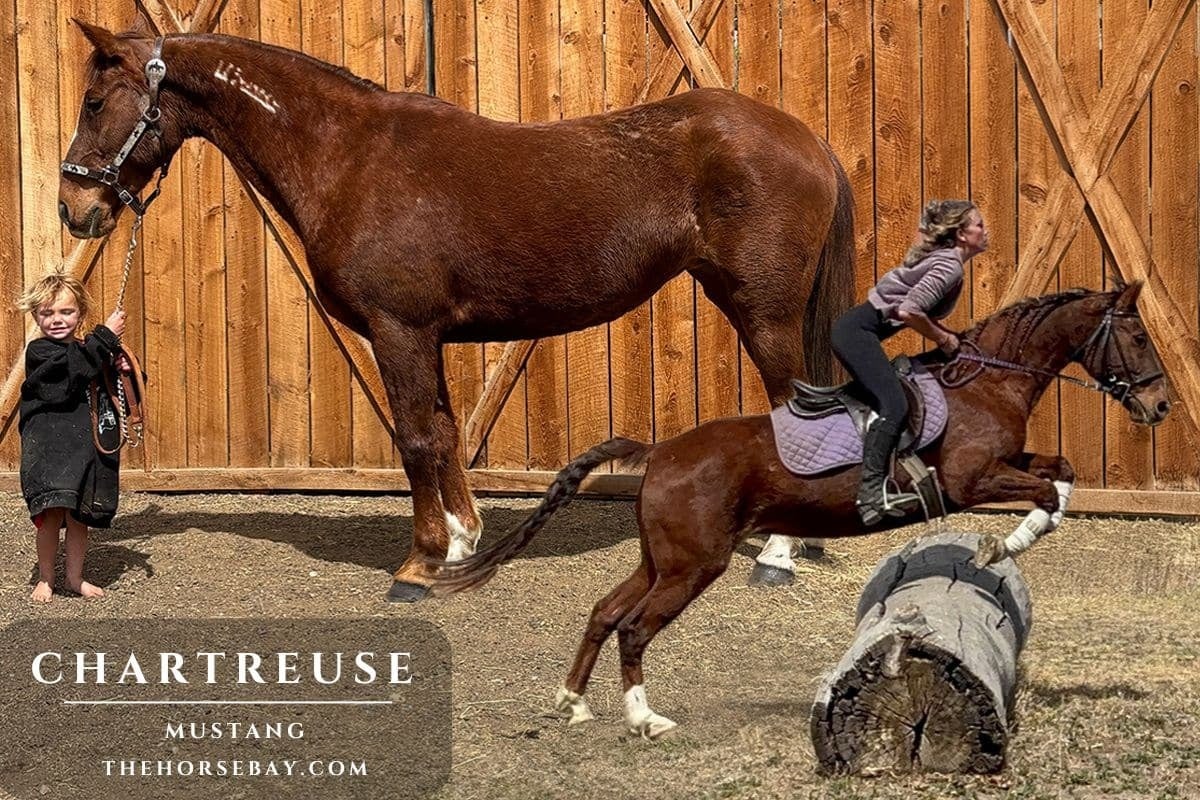 Chartreuse - Photo 1