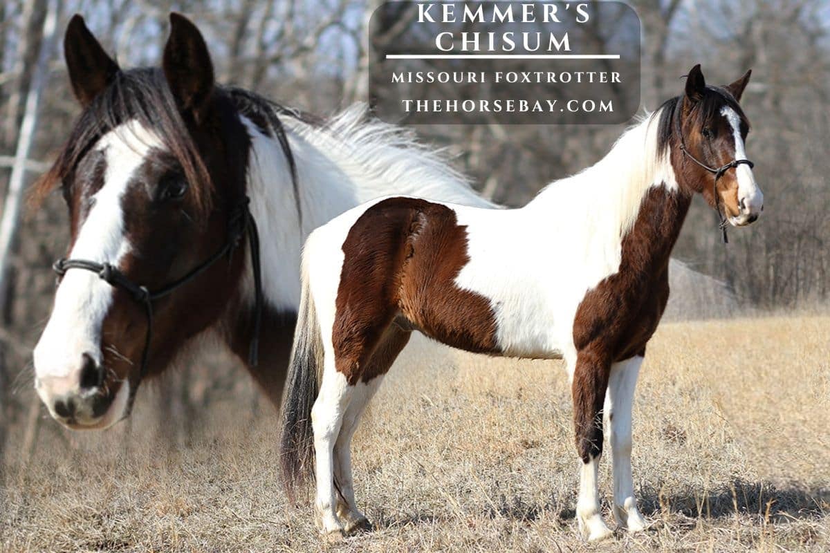 Kemmer’s Chisum