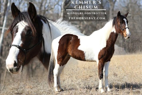 Kemmer’s Chisum - Photo 1