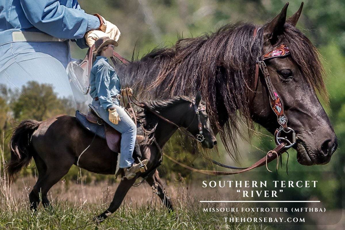 Southern Tercet - Photo 1