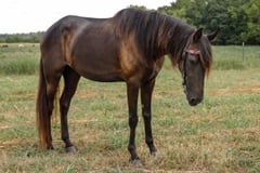 Southern Tercet - Thumbnail 3