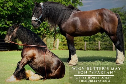 WIGV Butter’s May Son - Thumbnail 1