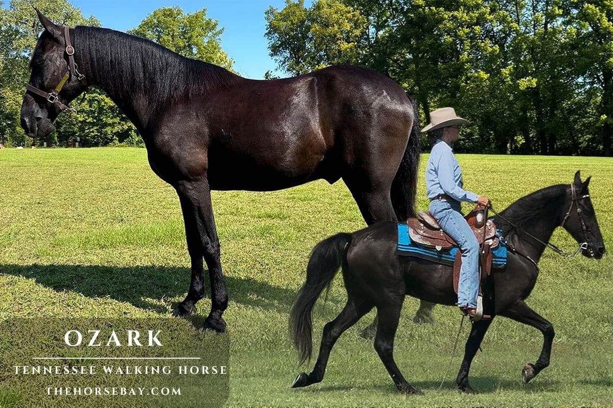 Ozark - Photo 1