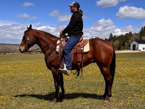 Baxter - Thumbnail 2