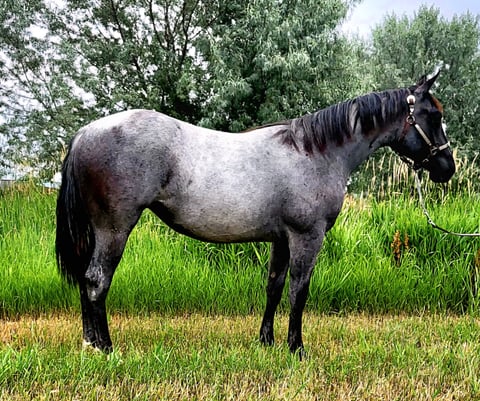 BLUEBERRY WHYNE