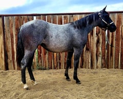 BLUEBERRY WHYNE - Thumbnail 2
