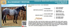 BLUEBERRY WHYNE - Thumbnail 3