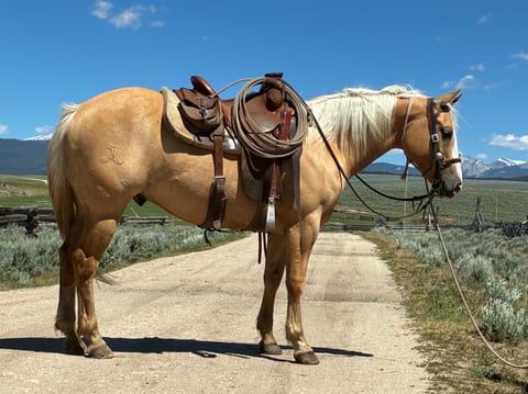 MB BEAR PAW BLANTON