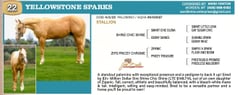 YELLOWSTONE SPARKS - Thumbnail 3