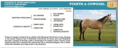 PINEYS A COWGIRL - Thumbnail 2