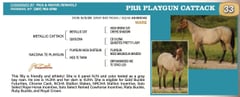 PRR PLAYGUN CATTACH - Thumbnail 3