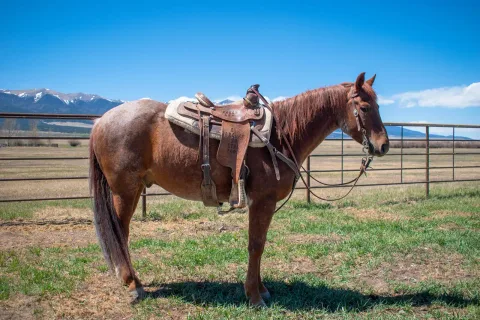 TD Smart Hickory - Thumbnail 2