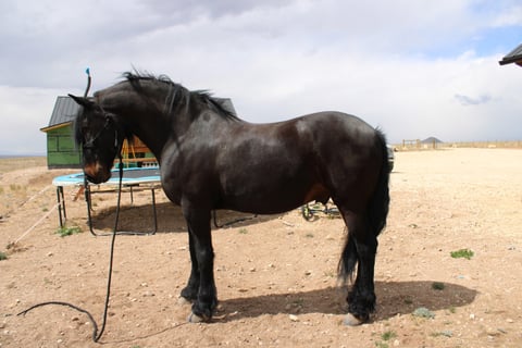 Babes Prince - Thumbnail 2