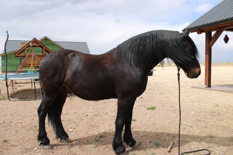 Babes Prince - Thumbnail 3