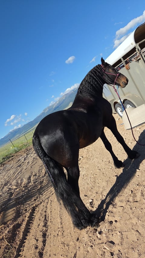 Babes Prince - Thumbnail 4