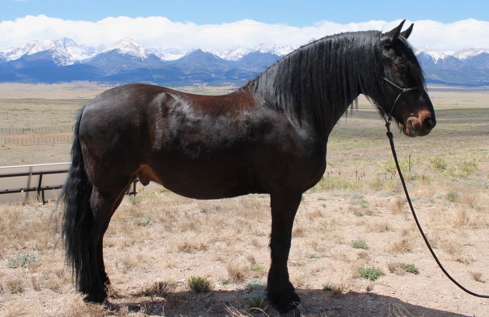 Babes Prince - Photo 1