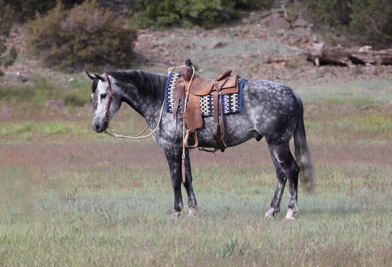 General