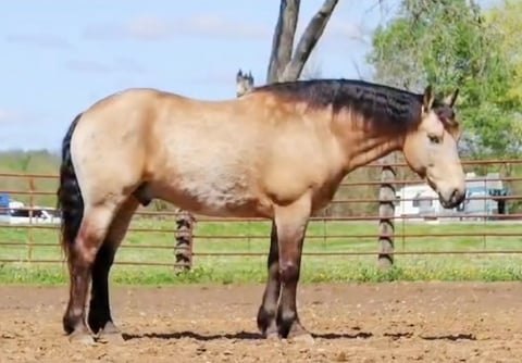 Goliath 4K - Thumbnail 1