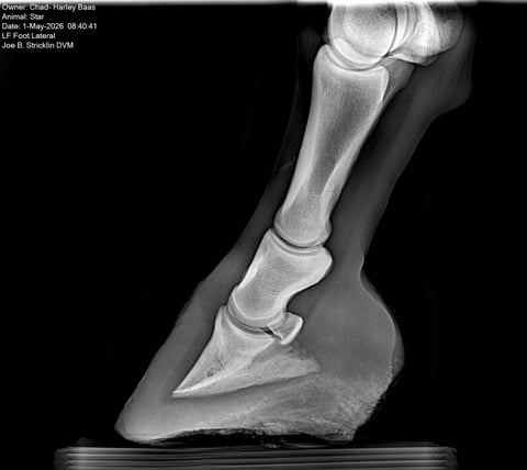 Stirrup Leo Wonder - Thumbnail 8